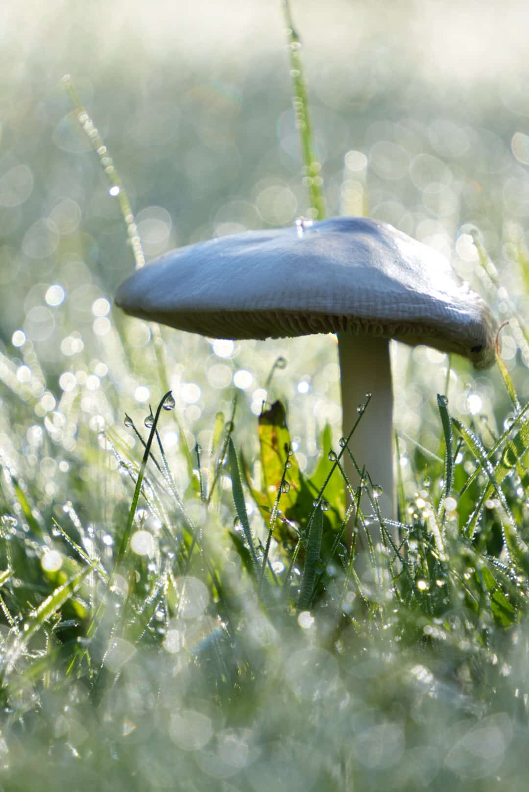 Champignons