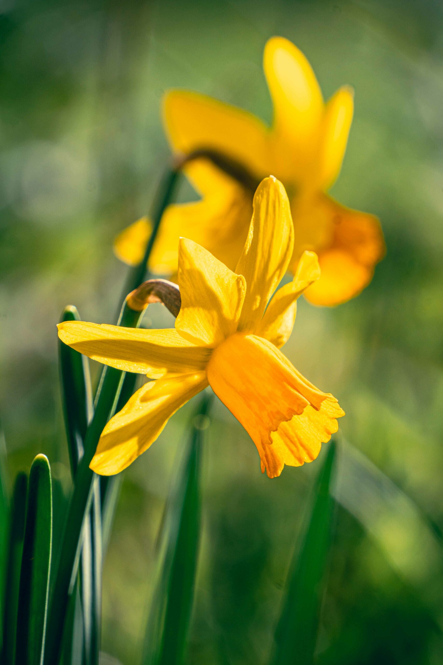 L’échappée au printemps