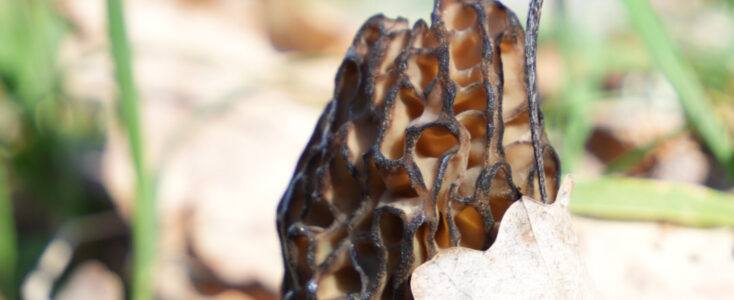 La saison des morilles : un trésor de printemps à découvrir depuis les Gîtes de la Vallée