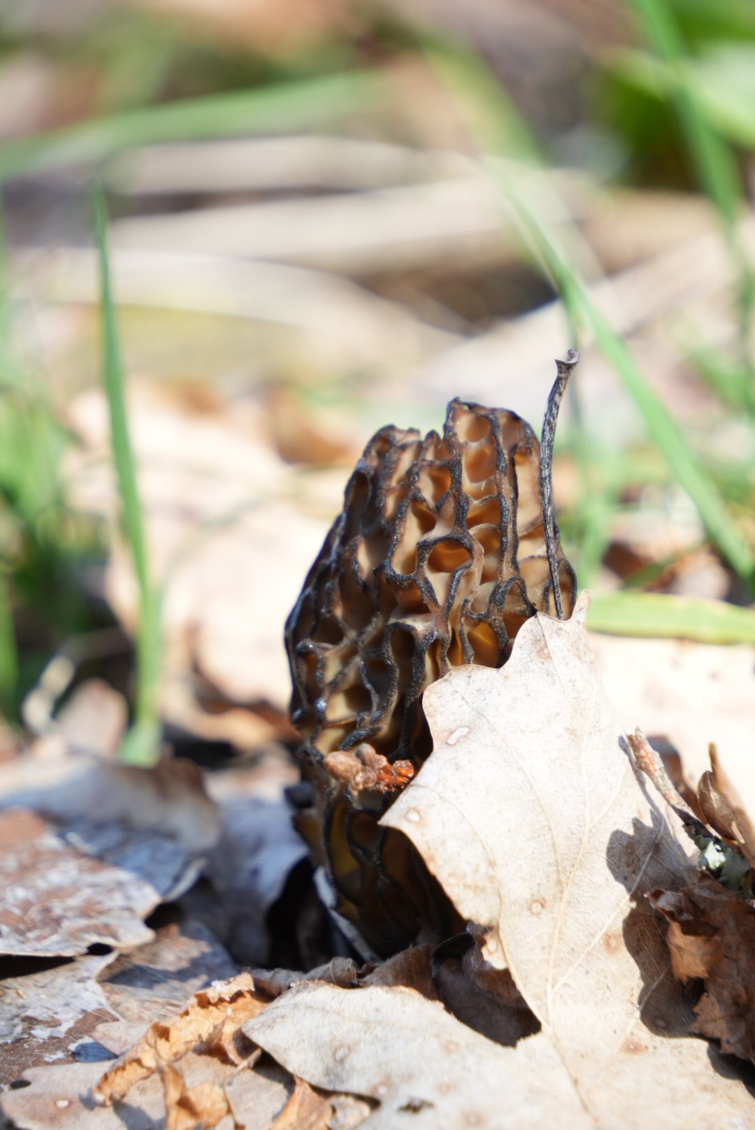 La saison des morilles : un trésor de printemps à découvrir depuis les Gîtes de la Vallée
