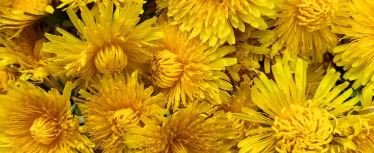 🌼 La gelée de pissenlit : un petit pot de soleil à tartiner