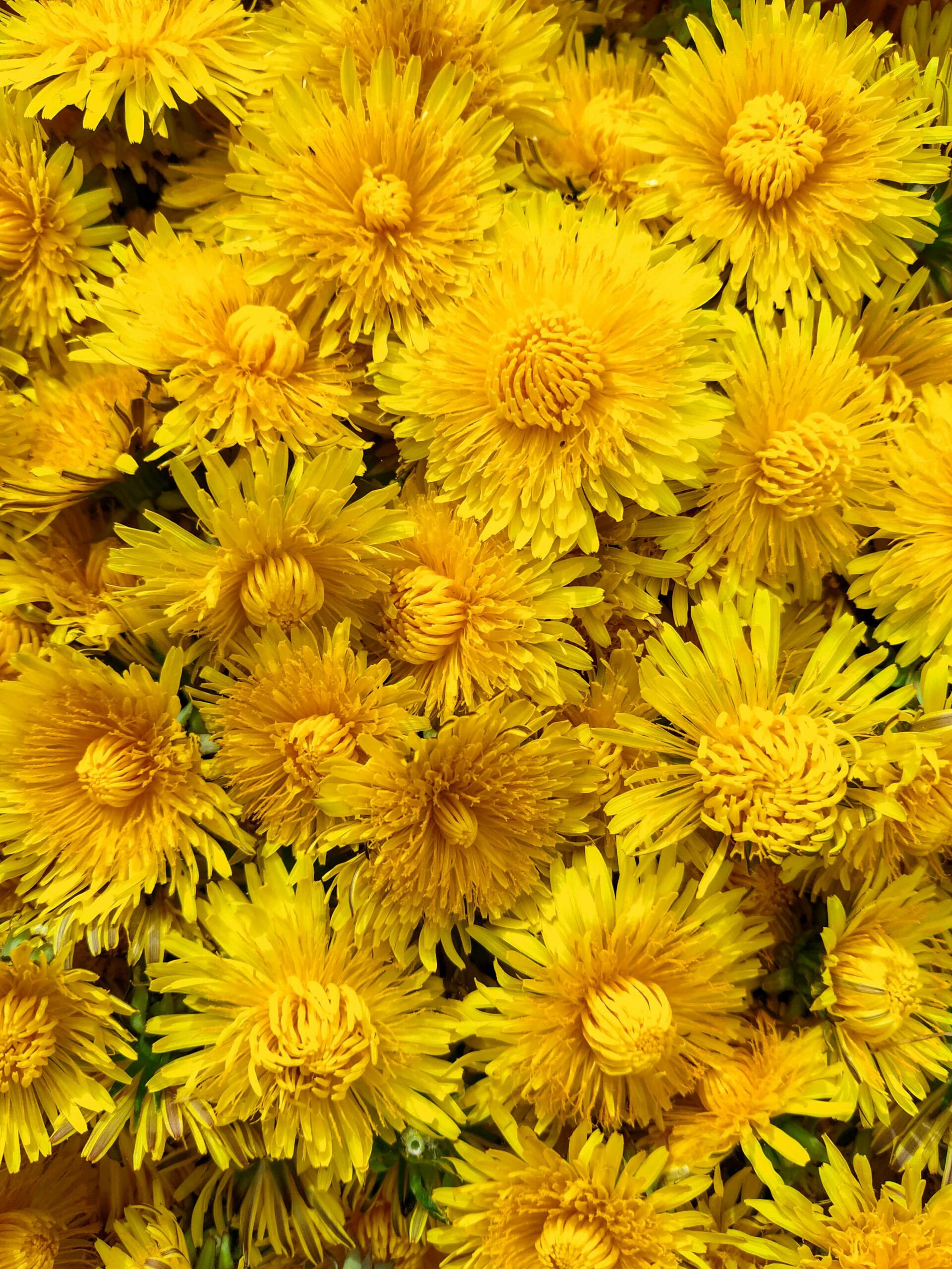 La gelée de pissenlit : un petit pot de soleil à tartiner